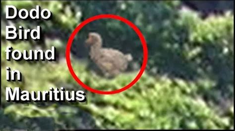 dodo bird found.